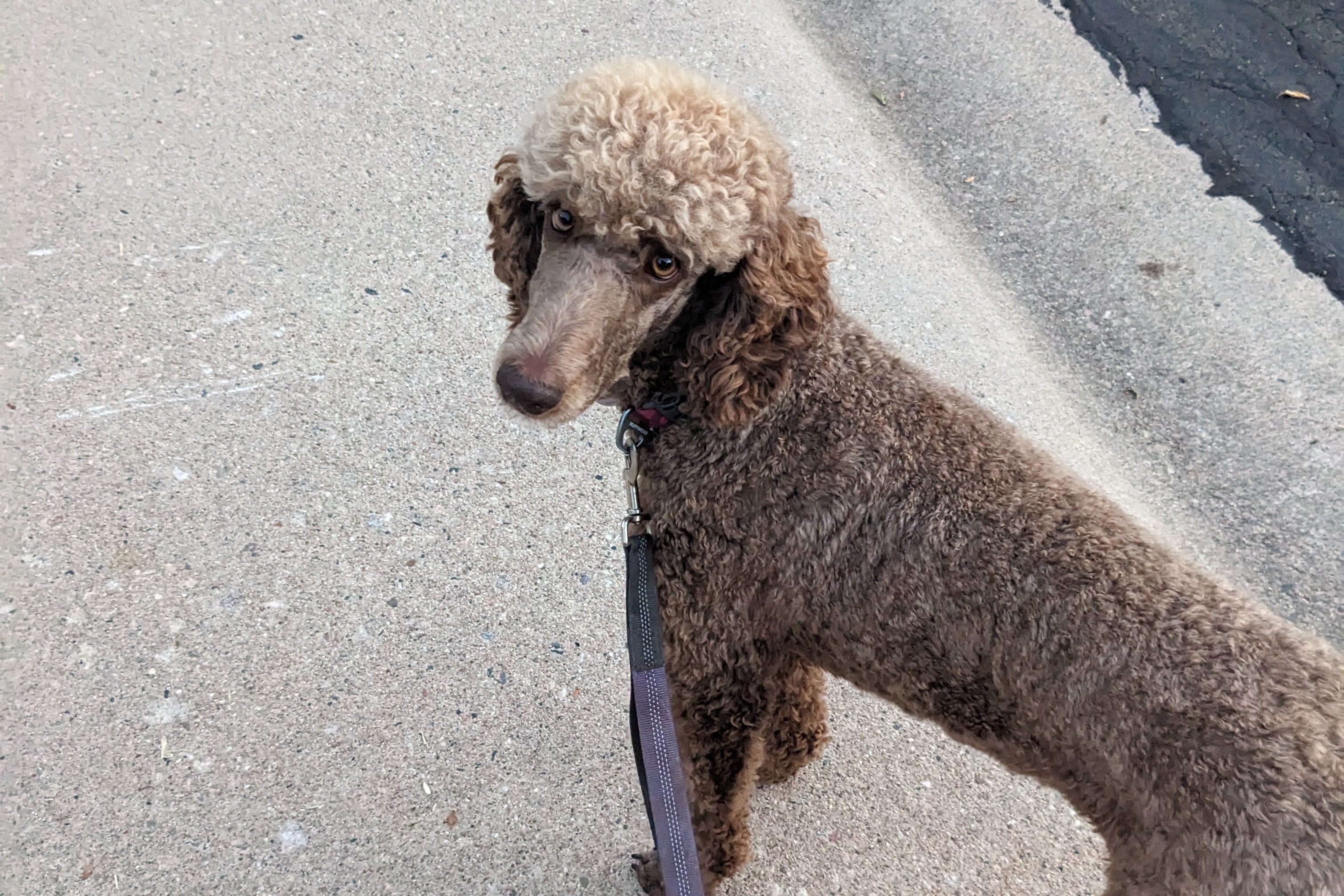 brown poodle walking on the sidewalk