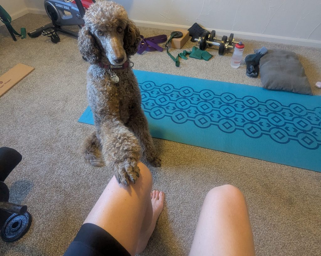 Poodle with paw on person's knee