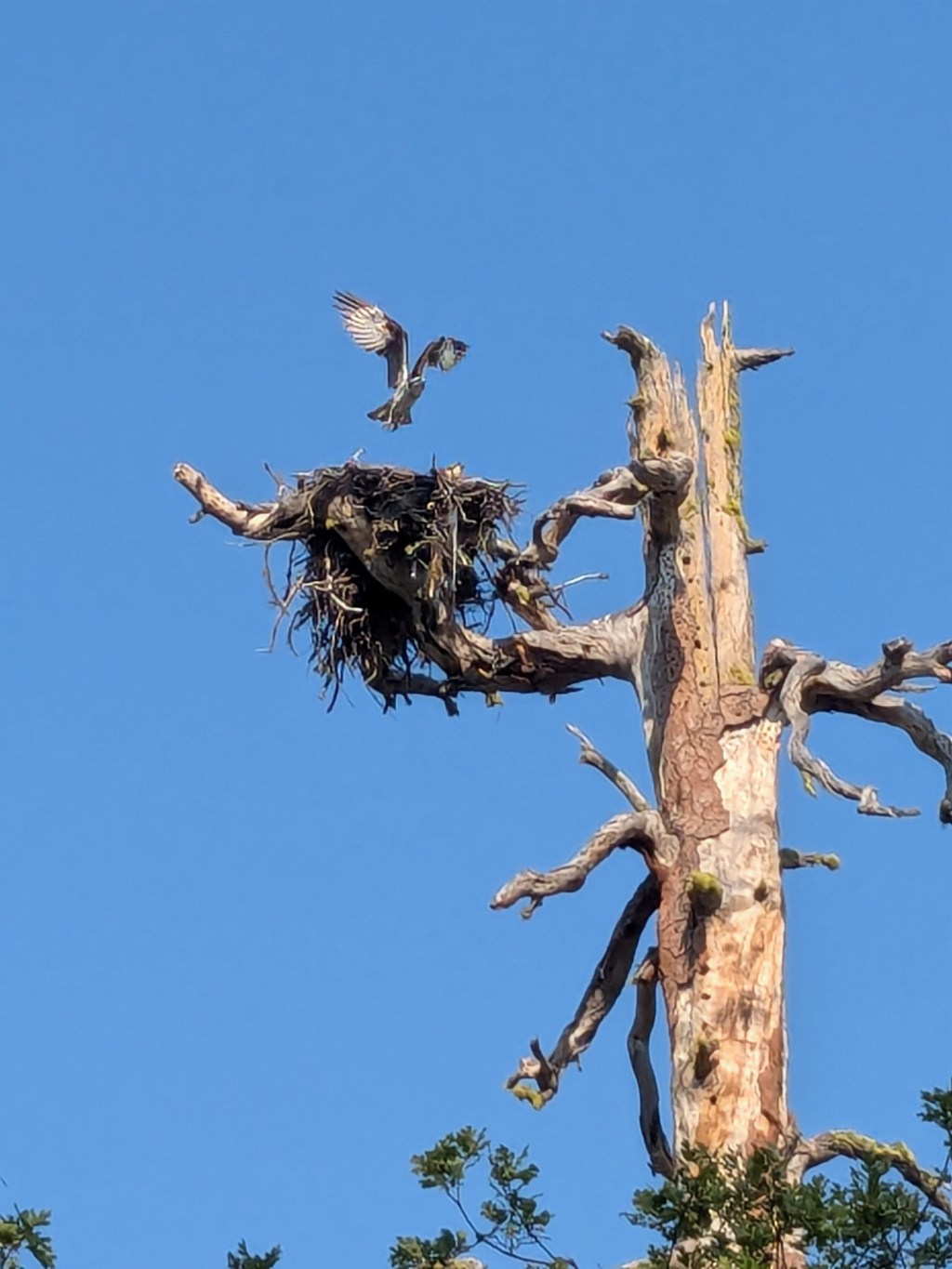 Views of Mt Shasta, unburned forest, and lots of&nbsp;wildlife